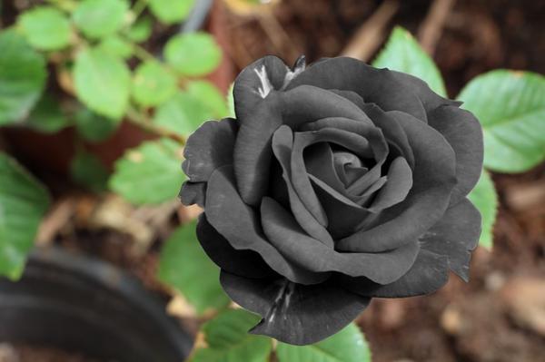 rosa negra