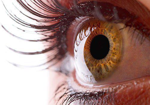 cornea