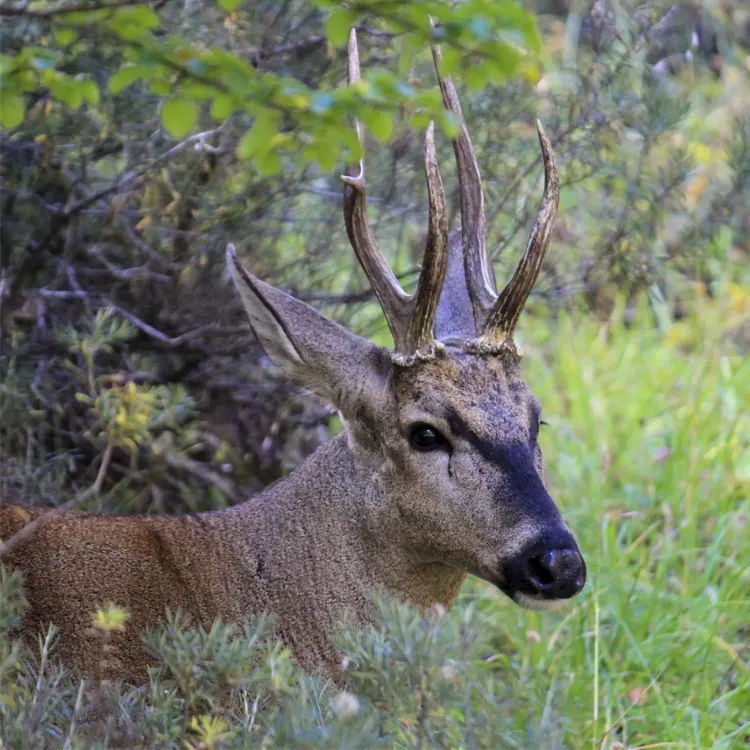 Huemul_de_la_Reserva_Nacional_Cerro_Castillo