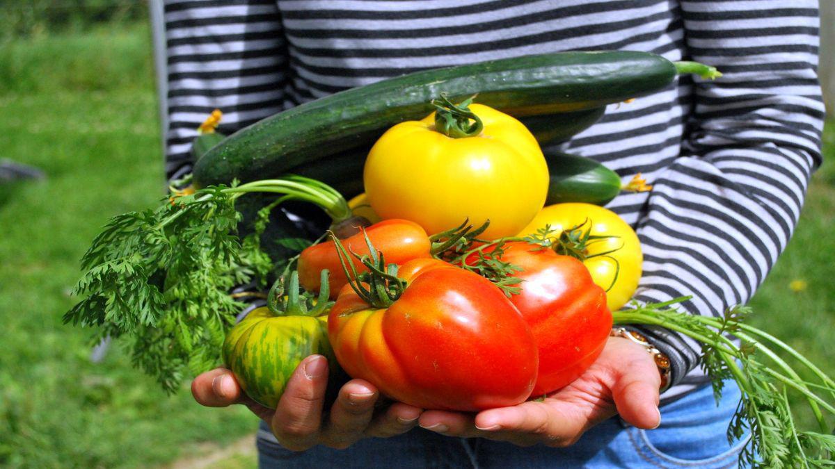 huerta en casa docentes