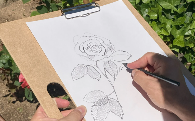 dibujar rosa flora