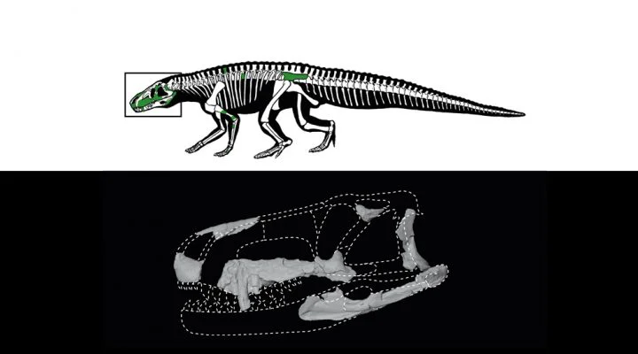 Fig-2-reconstruction-skull-body_110-web-720x400