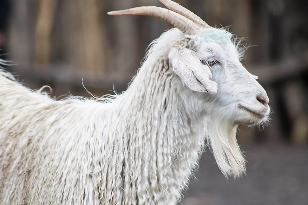 md - 2025-12-17T105705.923