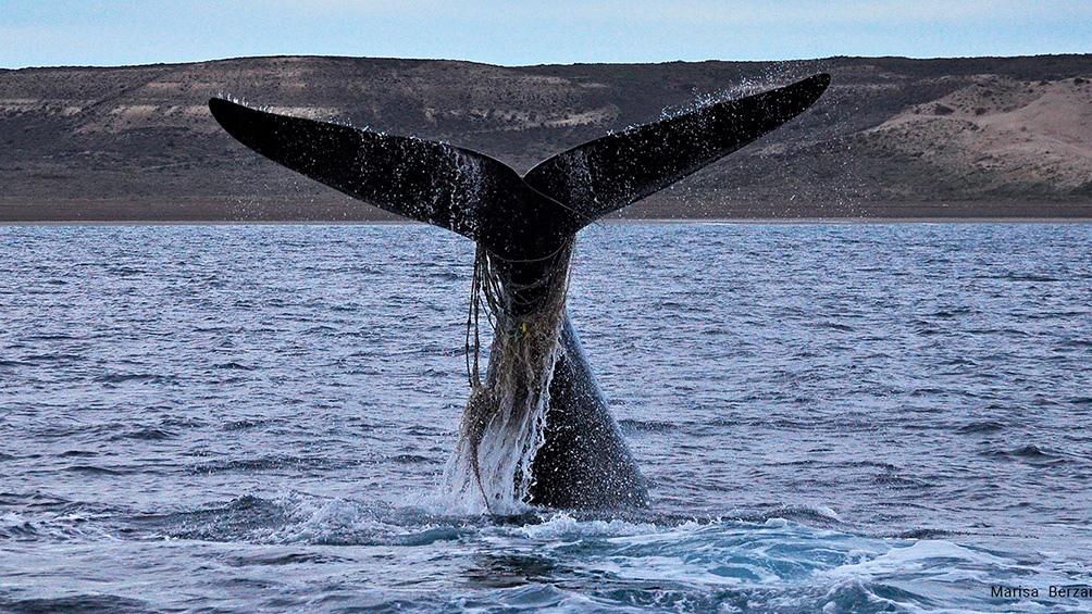 ballena red