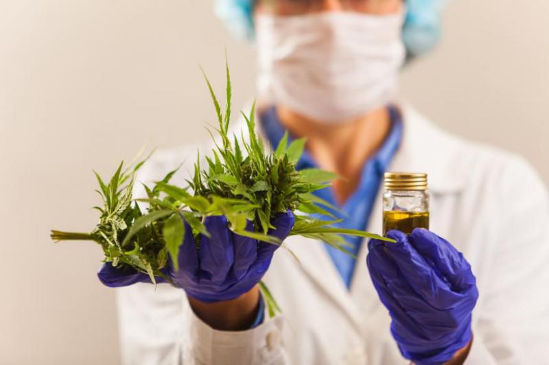 cannabis