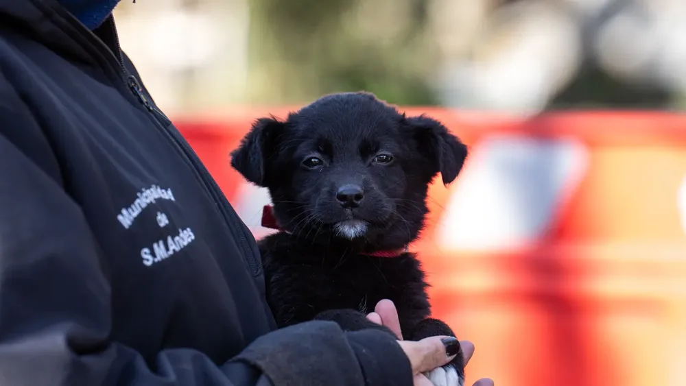 perrito hermoso