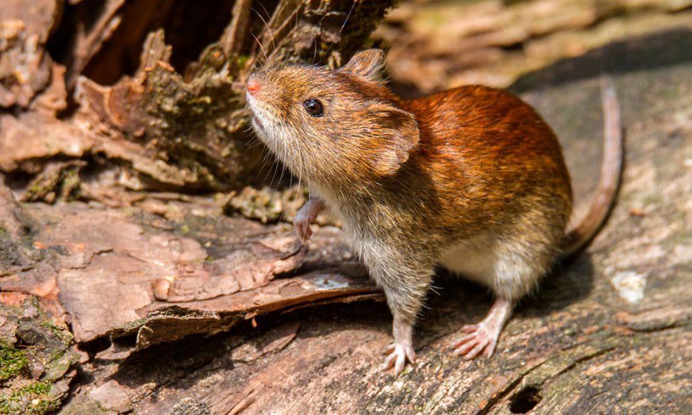 hantavirus1