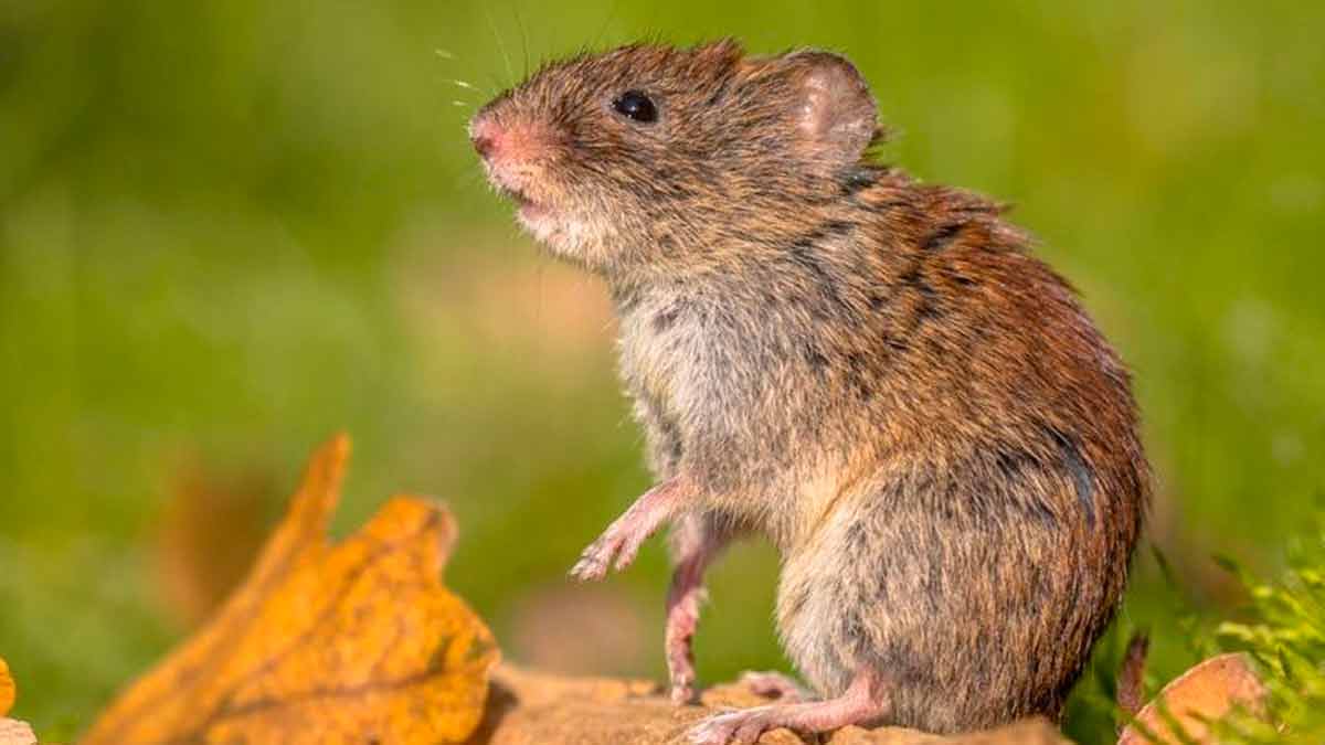 hantavirus1200