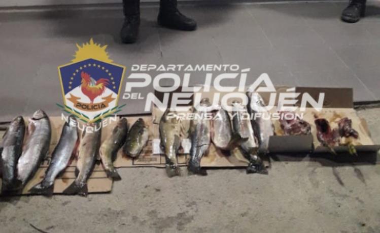 patos truchas