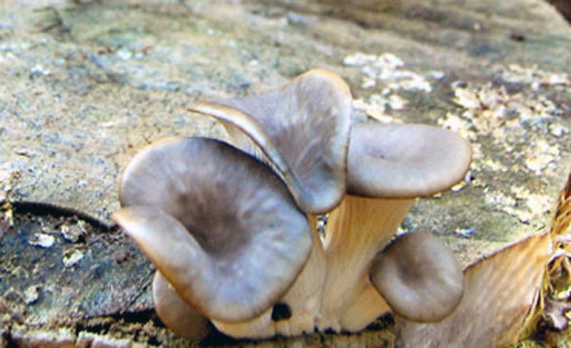 hongos