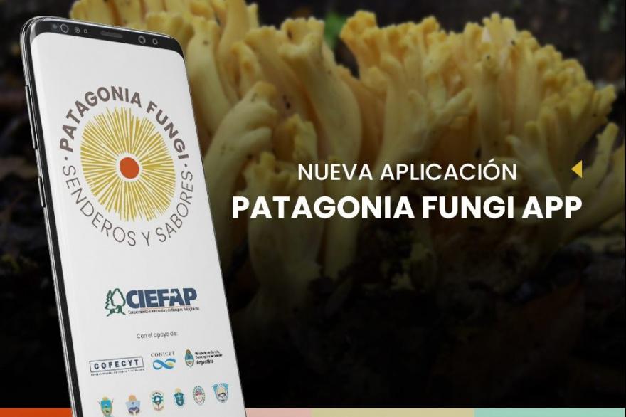 patagonia fungi