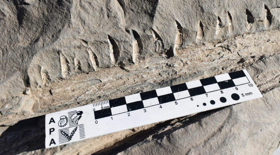 mandibula