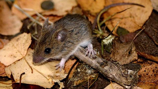hantavirus2