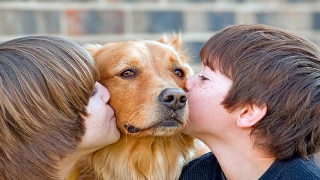 perro niño