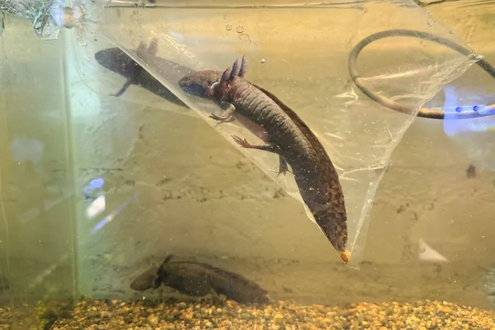 md - 2025-12-18T124611.396