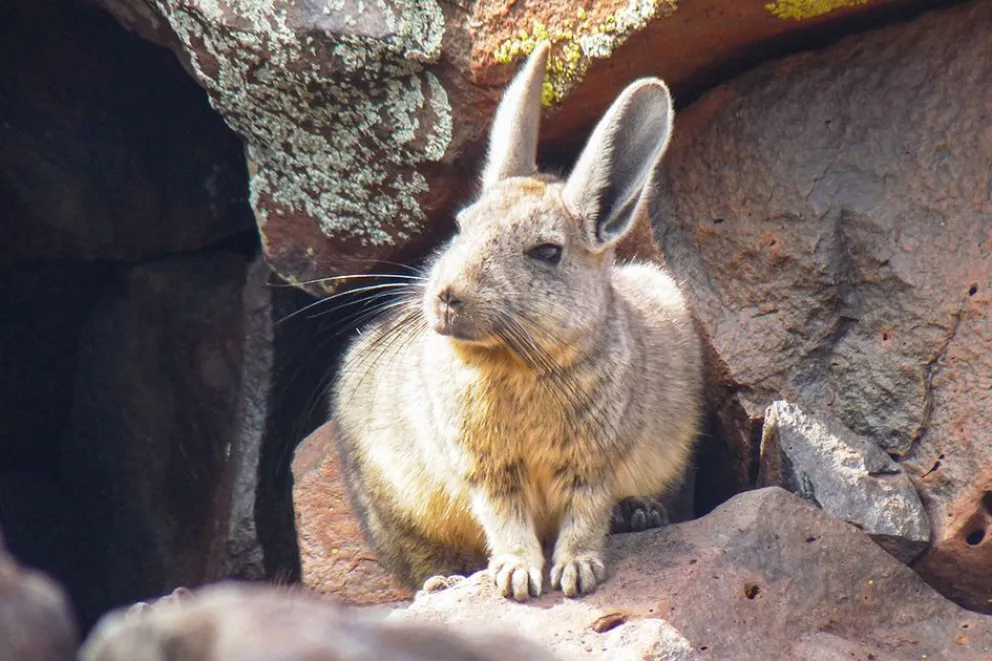 md - 2026-01-23T125223.571