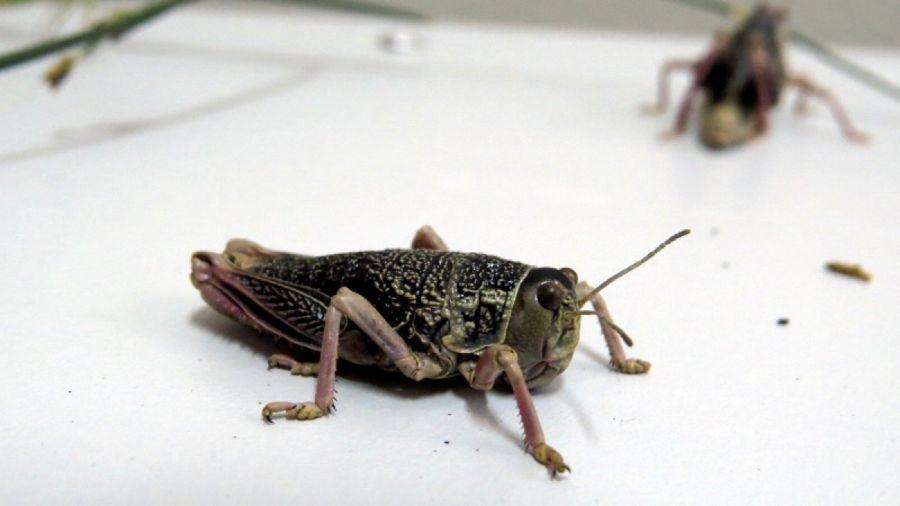 langosta