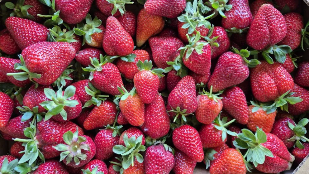 md - 2025-12-18T094752.541