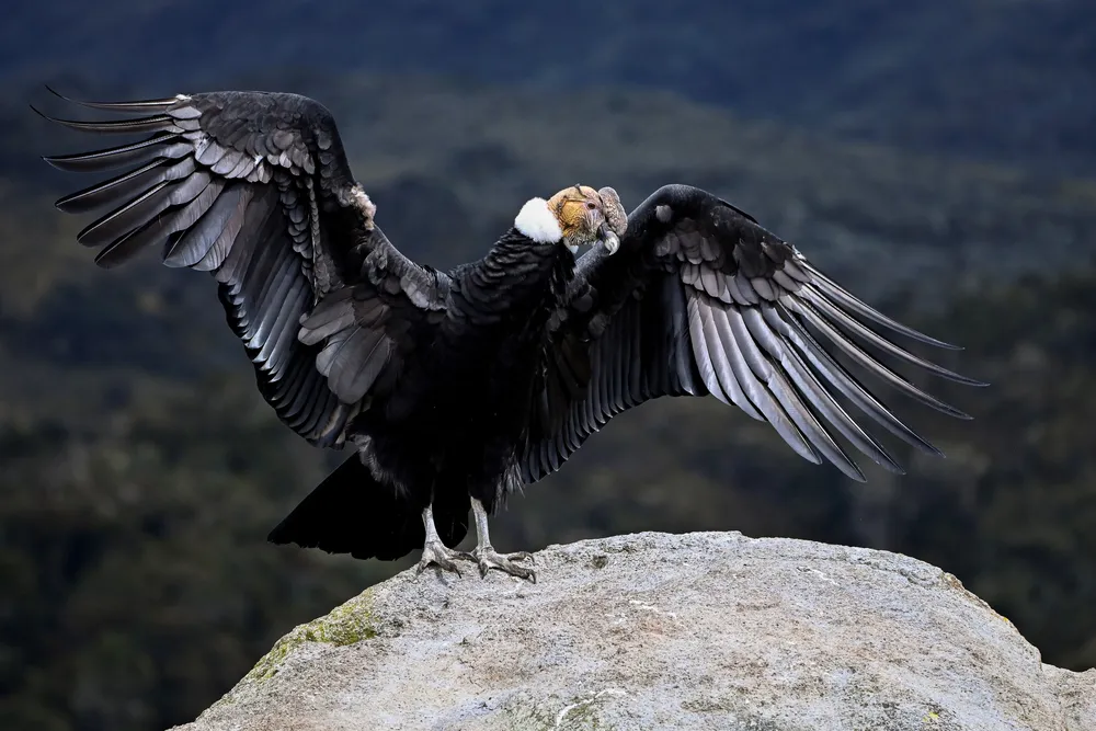 cnne-1005653-condor-andino-tres-jpg