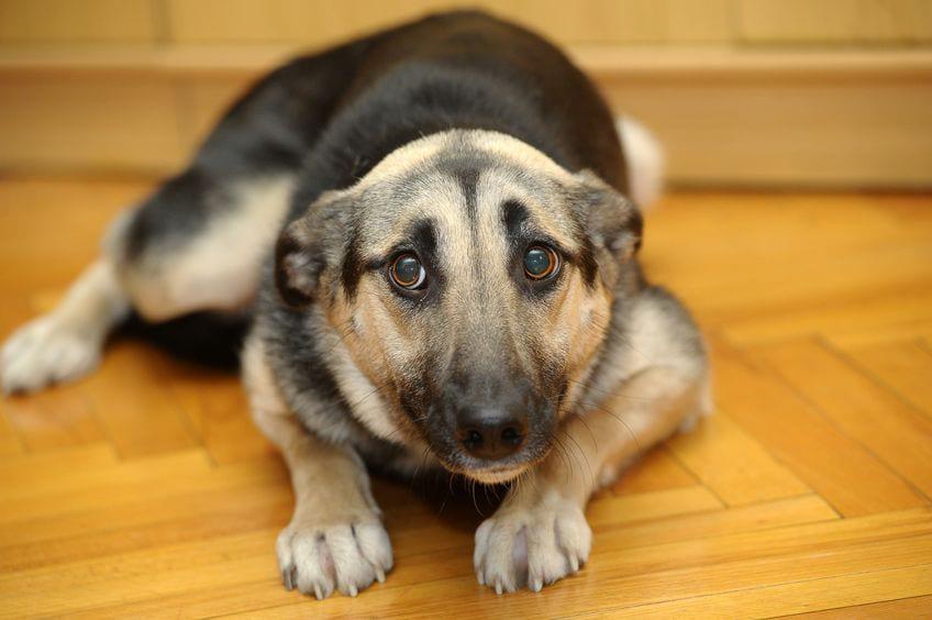 perro maltrato