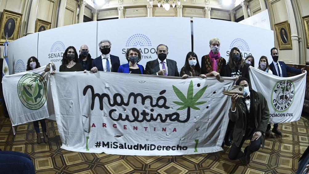 cannabis senado