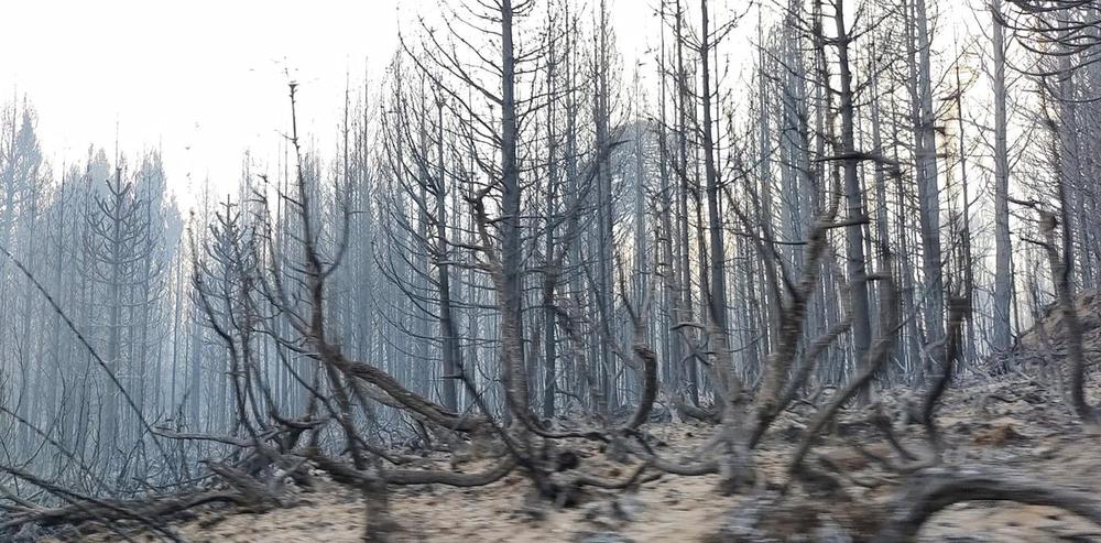 web-Incendio-en-quillen-3 (1)