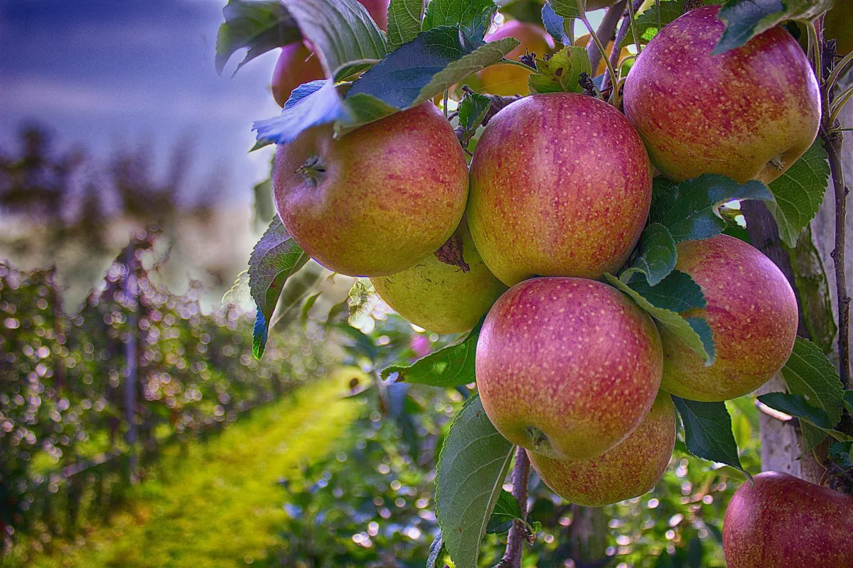 manzanas