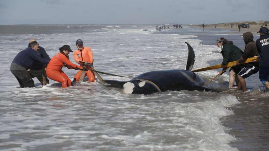 rescate ballena