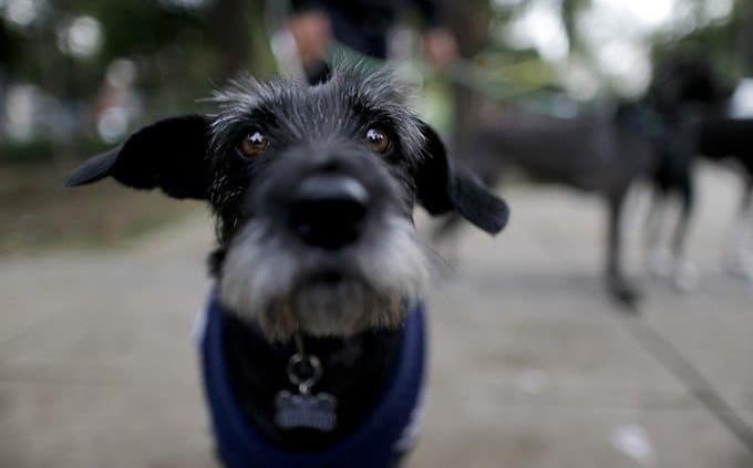 perro1