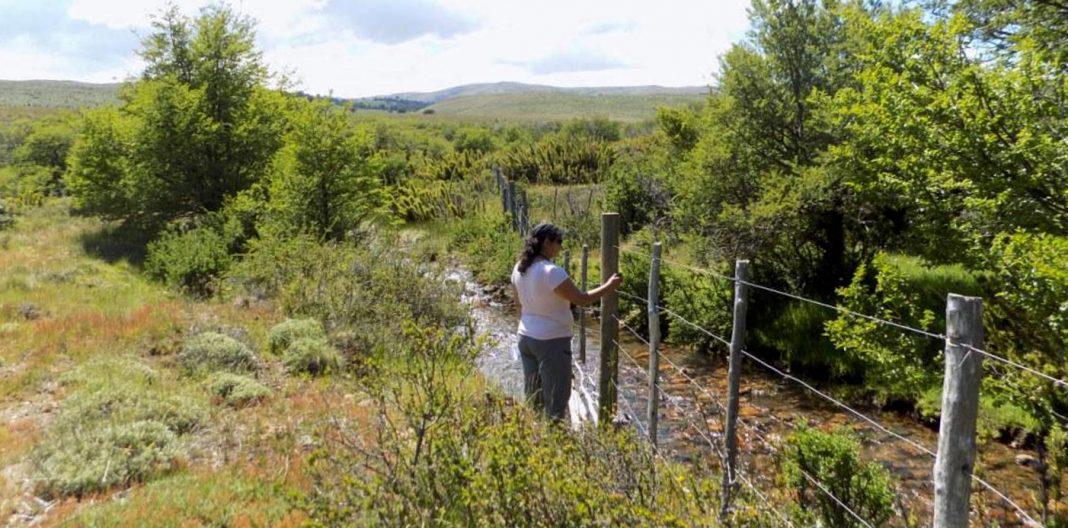 web-bosque-nativo-17-1068x528