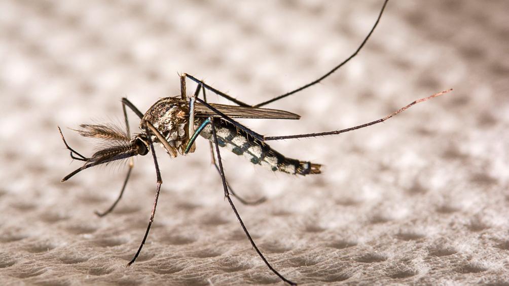 mosquito aedes