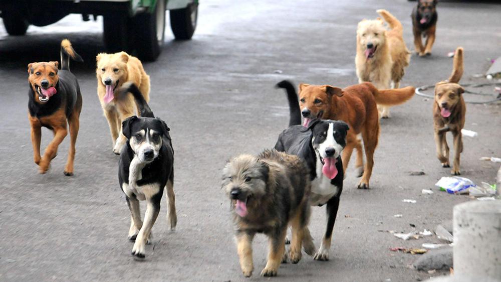perros