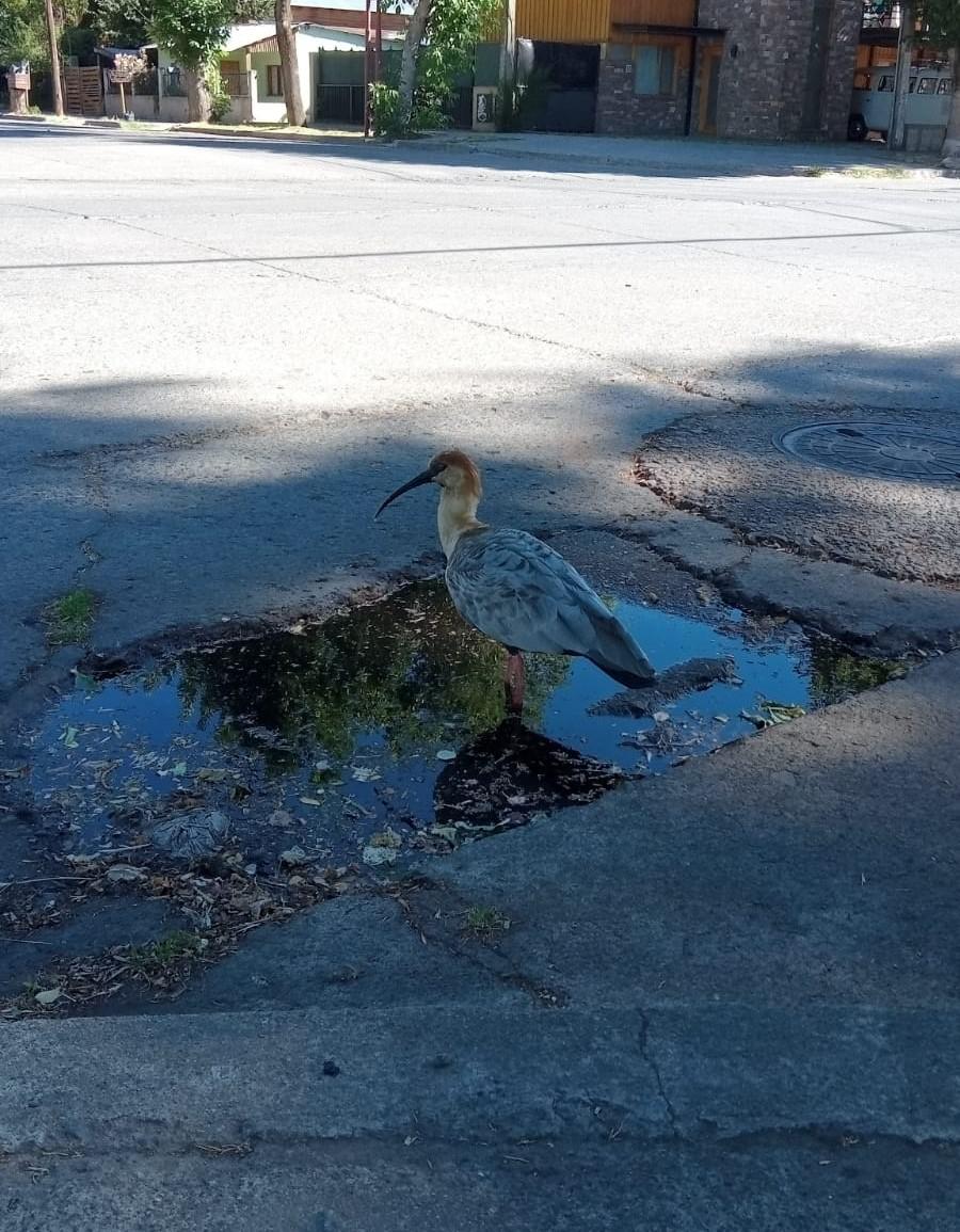 Imagen de WhatsApp 2024-01-31 a las 18.57.51_20fefdd6