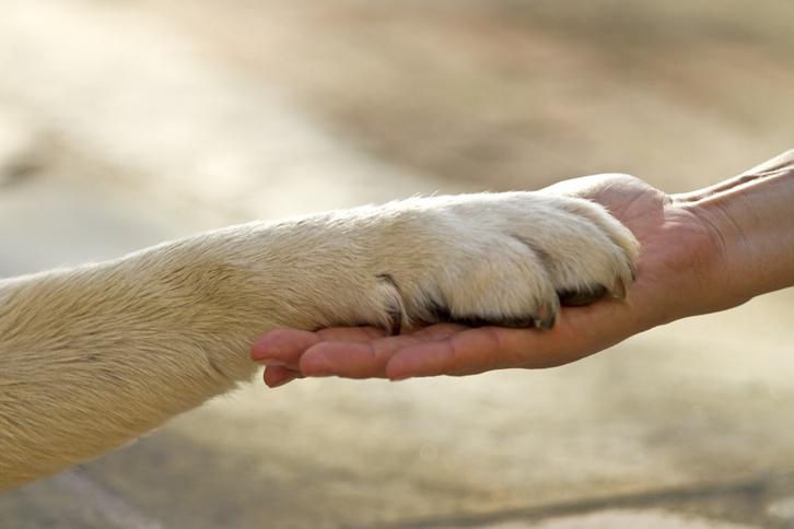 derechos del animal