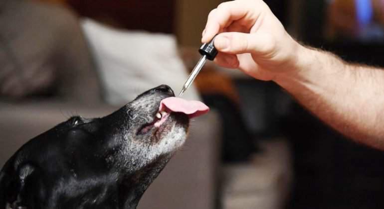 cannabis animales